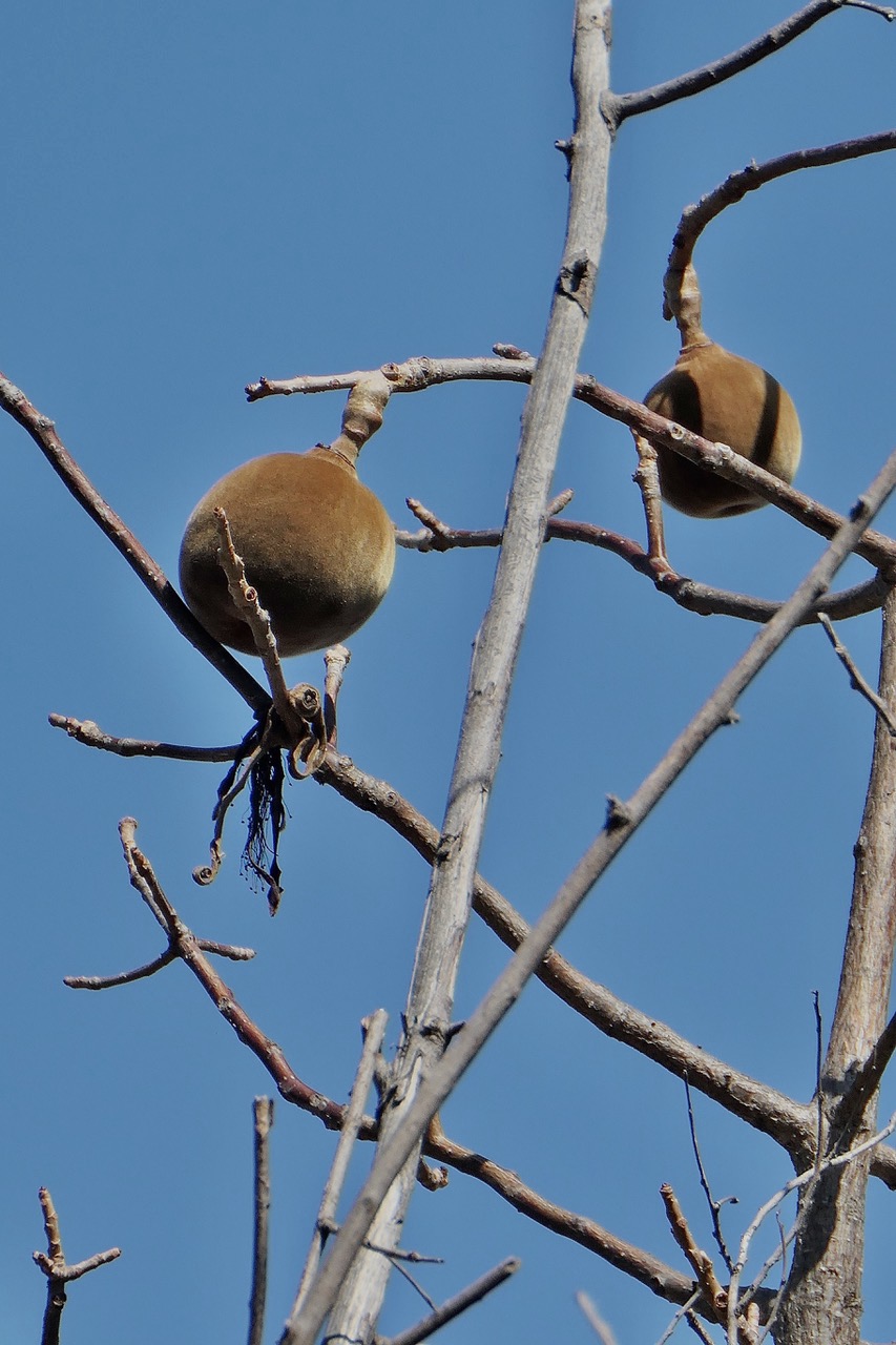 fruits de Baobab.jpeg