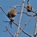 fruits de Baobab.jpeg