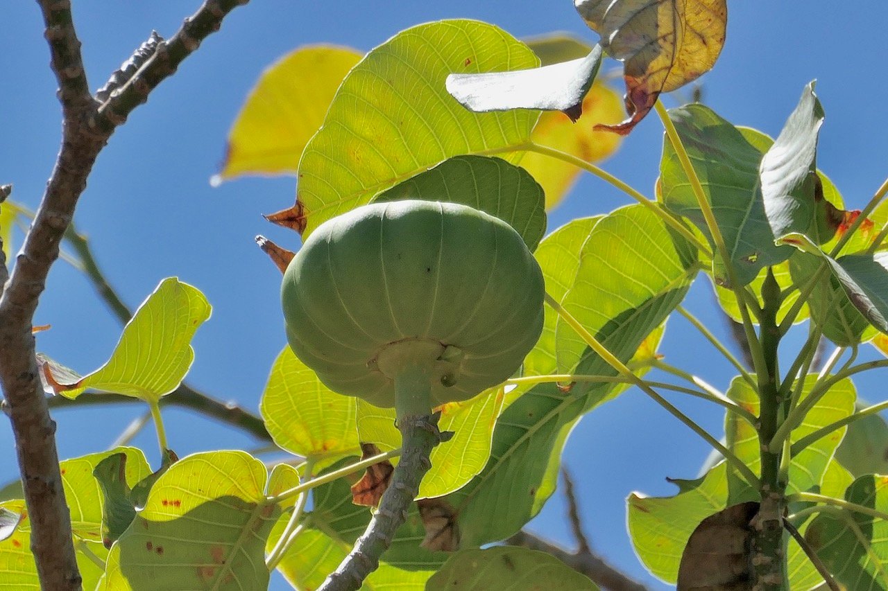 Hura crepitans.arbre à dauphin.( fruit immature )euphorbiaceae..jpeg