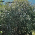 Olea europaea.bois d&rsquo;olive noir.oleaceae.indigène Réunion. (1).jpeg