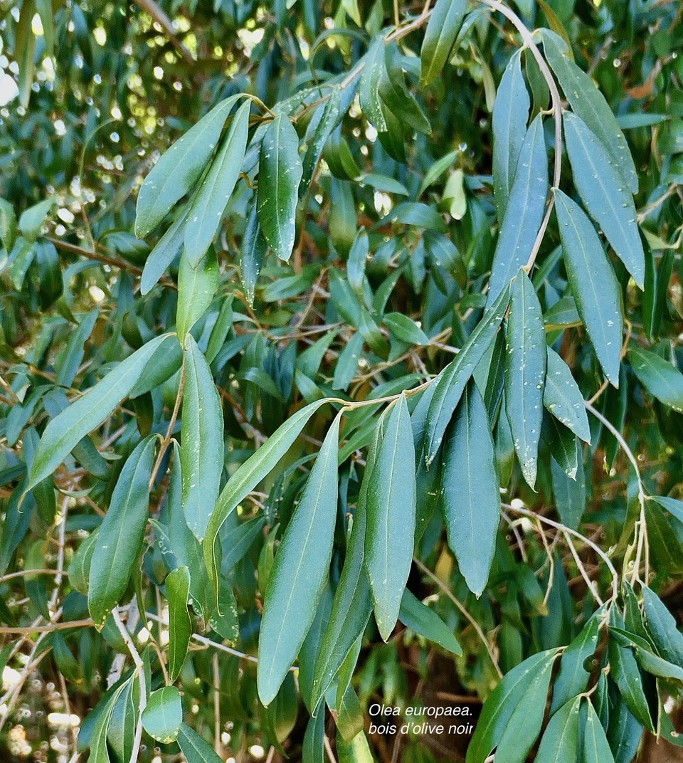 Olea europaea.bois d&rsquo;olive noir.oleaceae.indigène Réunion..jpeg