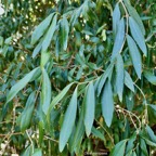 Olea europaea.bois d&rsquo;olive noir.oleaceae.indigène Réunion..jpeg