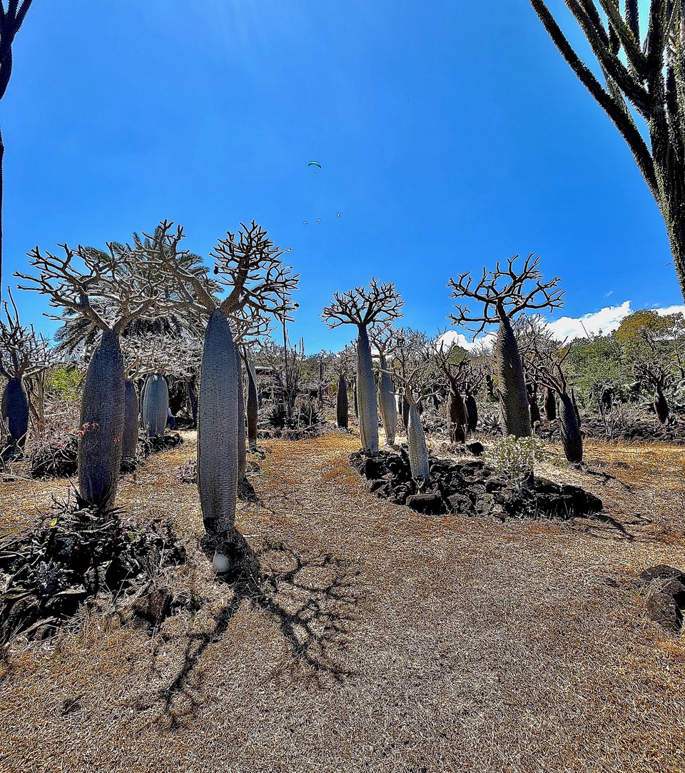 Pachypodium ( geavi ? ) Apocynaceae.origine- Madagascar.jpeg