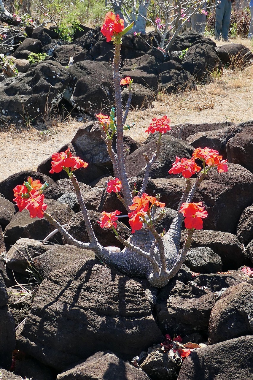 Pachypodium baronii var windsorii.Apoocynaceae. Madagascar.jpeg