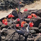 Pachypodium baronii var windsorii.Apoocynaceae. Madagascar.jpeg
