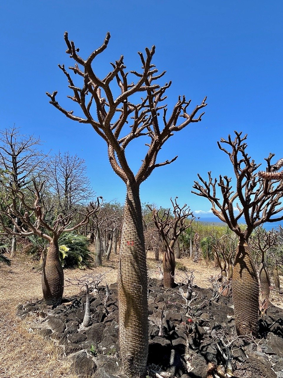 Pachypodium lamerei.Apocynaceae..jpeg