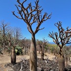 Pachypodium lamerei.Apocynaceae..jpeg