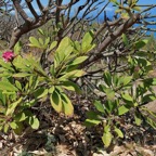 Plumeria rubra. frangipanier apocynaceae origine-Mexique.jpeg