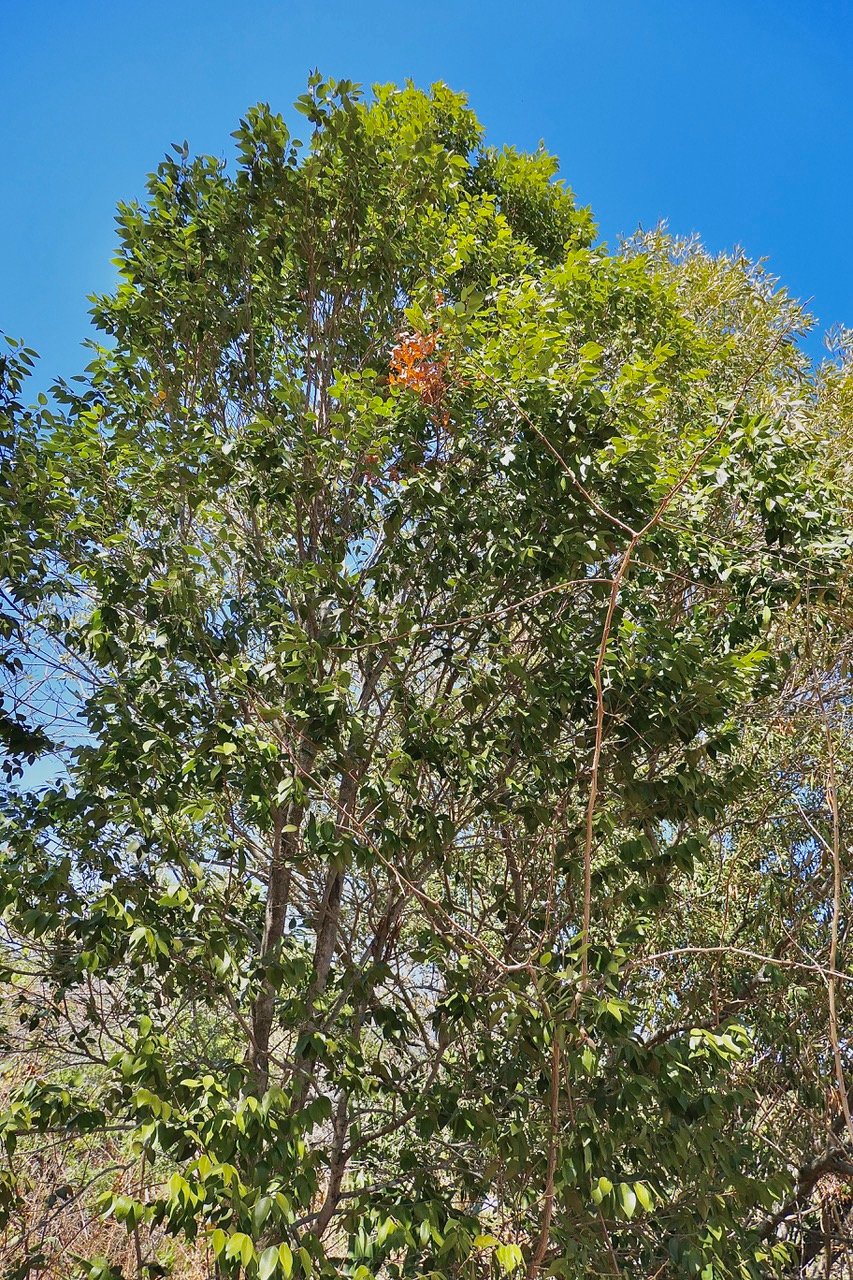 Securinega durissima.corce rouge.bois dur. phylllanthaceae.indigène Réunion. (1).jpeg