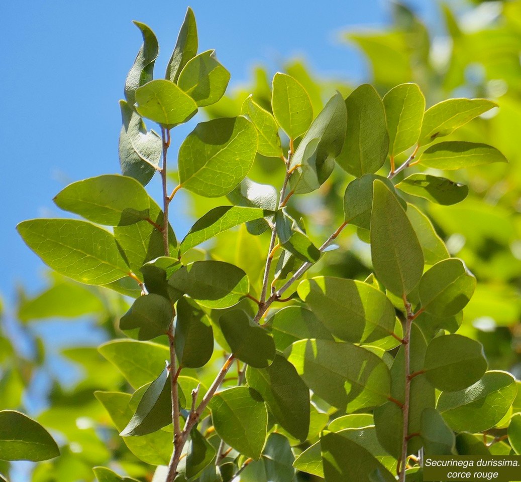 Securinega durissima.corce rouge.bois dur. phylllanthaceae.indigène Réunion..jpeg