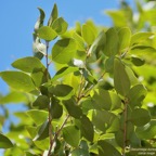 Securinega durissima.corce rouge.bois dur. phylllanthaceae.indigène Réunion..jpeg