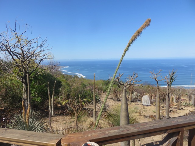 1. ??? Adansonia suarezensis. baobab. bombacaceae