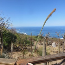 1. ??? Adansonia suarezensis. baobab. bombacaceae