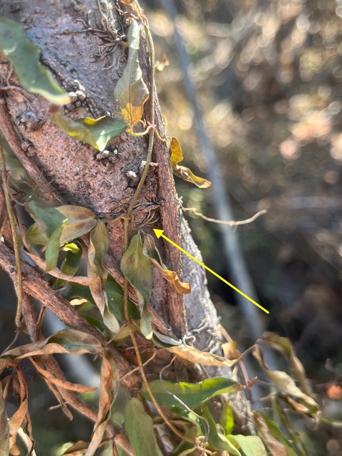 2. Dolichandra unguis-cati griffe de chat. bignoniaceae.stenonaturalisé.espèce envahissante