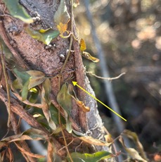 2. Dolichandra unguis-cati griffe de chat. bignoniaceae.stenonaturalisé.espèce envahissante