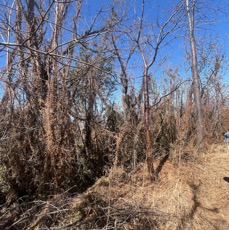 4.??? Invasion de Dolichandra unguis-cati (L.) L.G. Lohmann.jpeg