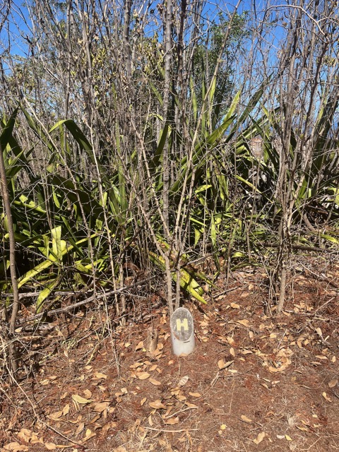 7. ??? Dichrostachys cinerea - Kéké - Fabaceae - Mimosoideae - Origine ???.jpeg