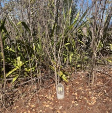 7. ??? Dichrostachys cinerea - Kéké - Fabaceae - Mimosoideae - Origine ???.jpeg