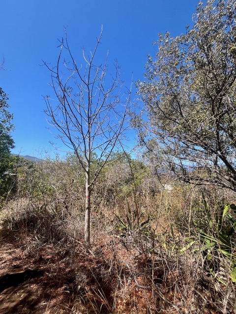 8. ??? Poupartia borbonica - Bois blanc rouge Bois de Poupart - Zévi marron - Anacardiaceae - Endémique Mascareignes.jpeg