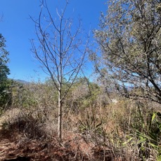8. ??? Poupartia borbonica - Bois blanc rouge Bois de Poupart - Zévi marron - Anacardiaceae - Endémique Mascareignes.jpeg