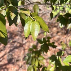 9. Elaeodendron orientale (Cassine orientalis) - Bois rouge - CELASTRACEAE - endémique de la Réunion de Maurice et de Rodrigues.jpeg