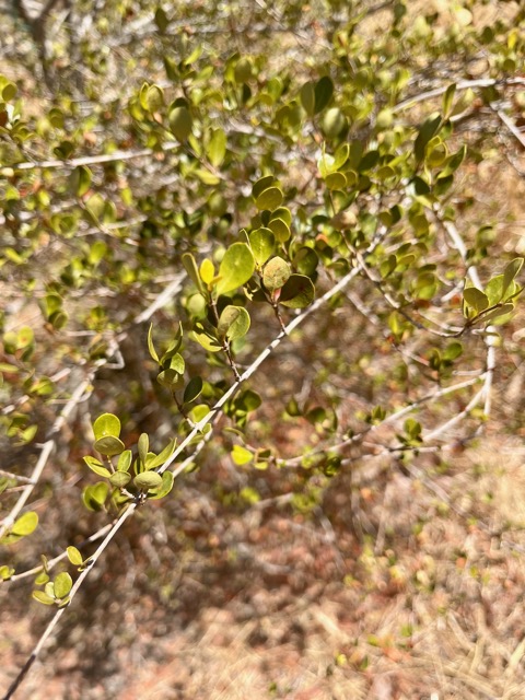 10. Fernelia buxifolia Lam. - Bois de buis - Rubiaceae - Endémique des Mascareignes.jpeg