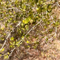 10. Fernelia buxifolia Lam. - Bois de buis - Rubiaceae - Endémique des Mascareignes.jpeg