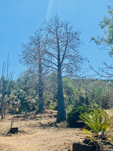 11. Adansonia_madagascariebsis-Baobab-BOMBACACEAE-Madagascar.jpeg