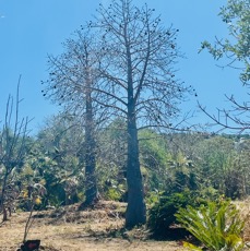 11. Adansonia_madagascariebsis-Baobab-BOMBACACEAE-Madagascar.jpeg