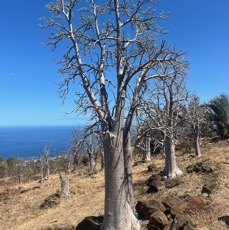 12. Cyphostemma mappia (Lam.) Galet.jpeg