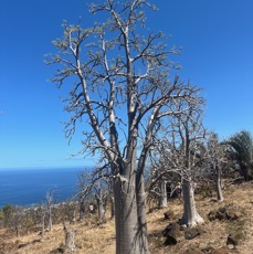 13. Cyphostemma mappia (Lam.) Galet.jpeg