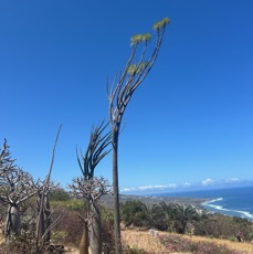 17. ??? Alluaudia procera.arbre pieuvre.( ocotillo de Madagascar ) didiereaceae.endémique Madagascar