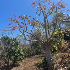 18. Erythrina madagascariensis ( Erythrina variegata est l'esp&egrave;ce commune &agrave; la R&eacute;union).jpeg