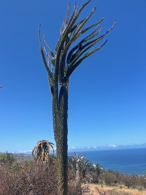 21. Alluaudia procera.arbre pieuvre.( ocotillo de Madagascar ) didiereaceae.endémique Madagascar