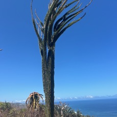21. Alluaudia procera.arbre pieuvre.( ocotillo de Madagascar ) didiereaceae.endémique Madagascar