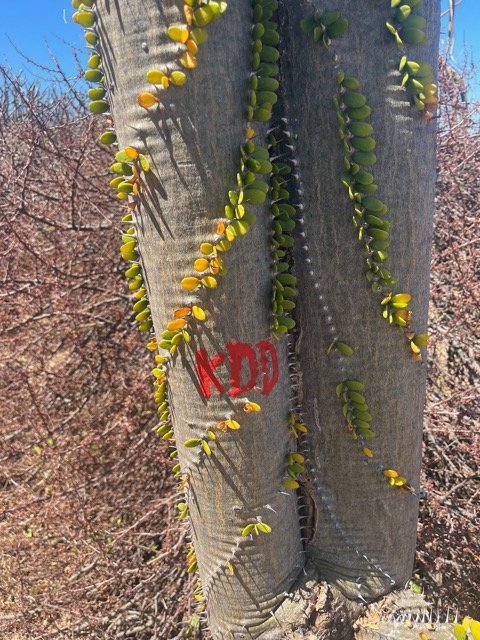 22. Alluaudia procera.arbre pieuvre.( ocotillo de Madagascar ) didiereaceae.endémique Madagascar