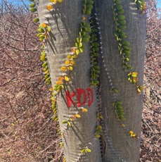 22. Alluaudia procera.arbre pieuvre.( ocotillo de Madagascar ) didiereaceae.endémique Madagascar