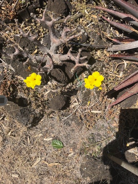 24. Pachypodium rosulatum Baker.jpeg
