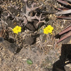 24. Pachypodium rosulatum Baker.jpeg