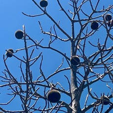 25. fruits du ??? Adansonia_madagascariebsis-Baobab-BOMBACACEAE-Madagascar.jpeg