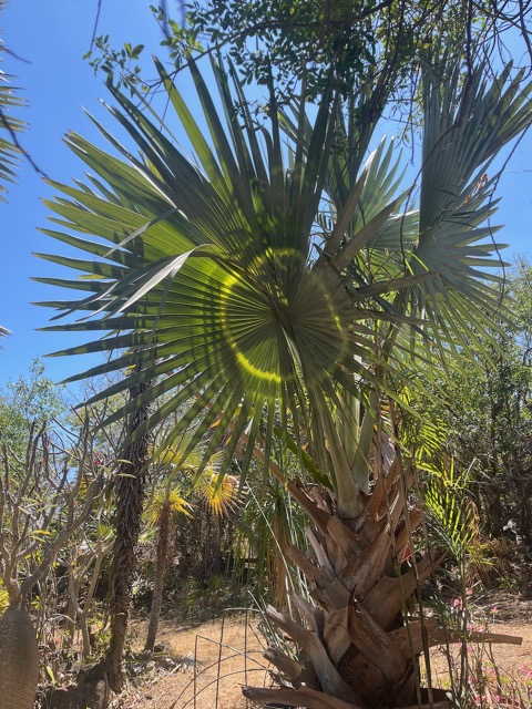 26. ??? Bismarckia nobilis Hildebrandt & H.Wendl..jpeg