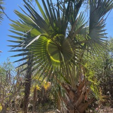 26. ??? Bismarckia nobilis Hildebrandt & H.Wendl..jpeg