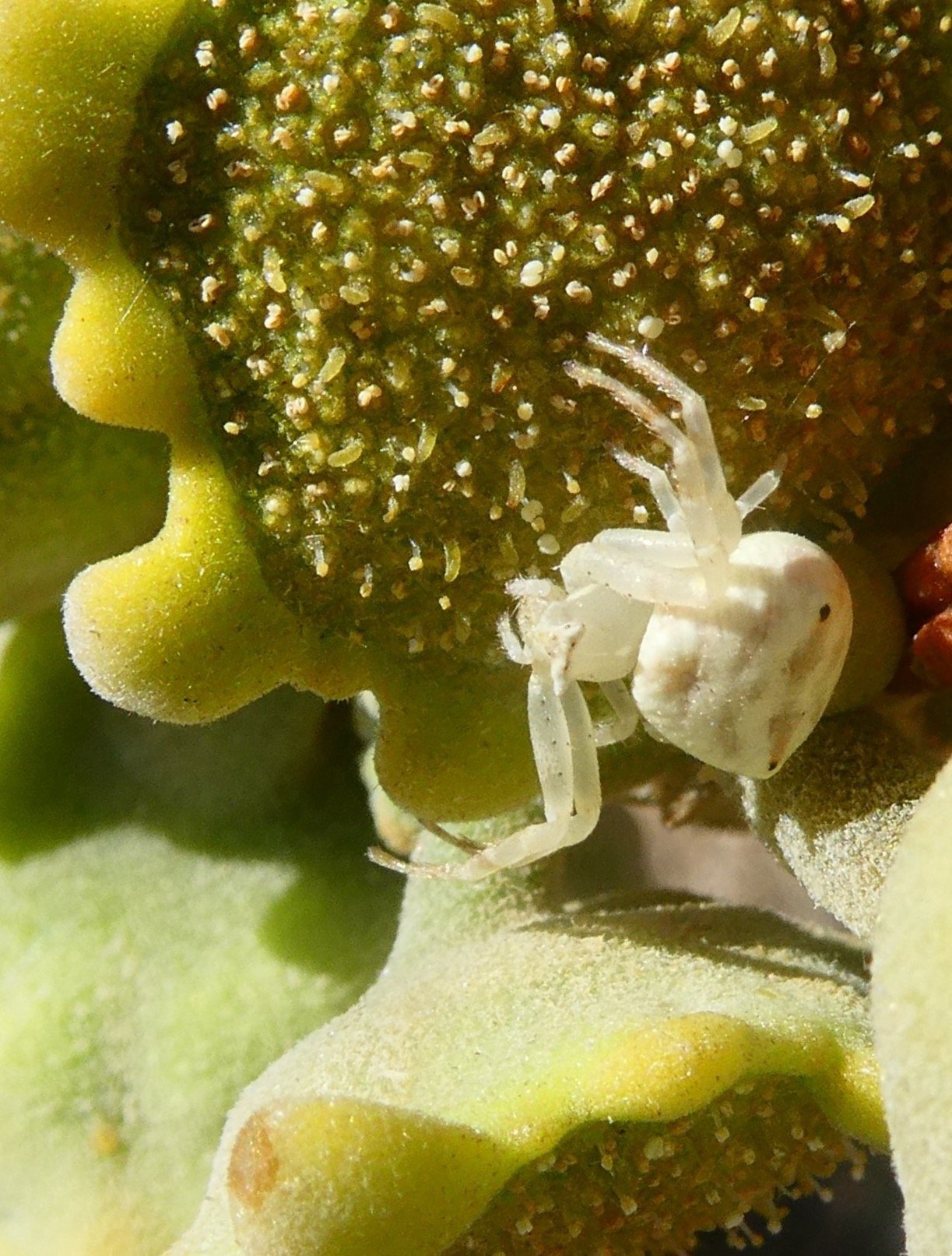 Thomise sur Dorstenia gigas Socotra.JPG