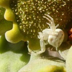 Thomise sur Dorstenia gigas Socotra.JPG