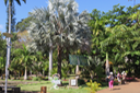 1 ??? Bismarckia nobilis - Palmier de Bismarck - Arecaceae - Madagascar