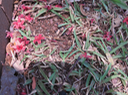 101 Sterculia foetida - Bois caca - MALVACEE - Thaïlande