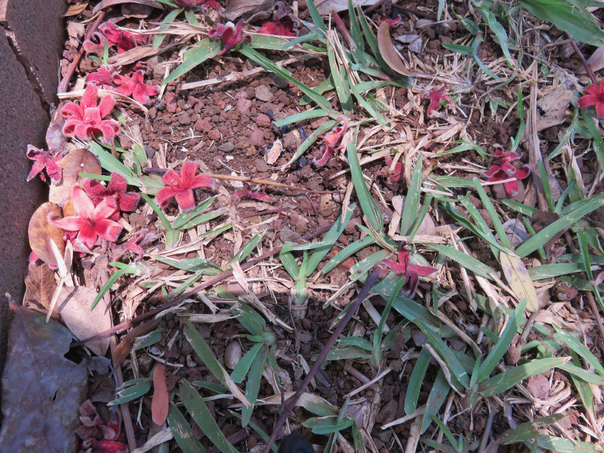 101 Sterculia foetida - Bois caca - MALVACEE - Thaïlande