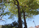 102 Sterculia foetida - Bois caca - MALVACEE - Thaïlande