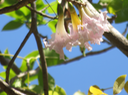12 Tabebuia rosea - Calice du pape - Bignoniaceae - Exotique - Amérique centrale Fleurs