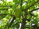 13 Crescentia cujete - calebassier arbre - bignoniacée
